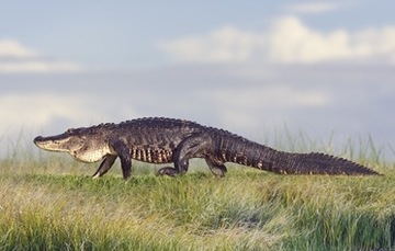 Alligator Hunting Season: What you need to know.
