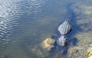 Alligator Safety Tips.