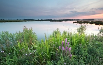 Common Florida Invasive Water Weeds