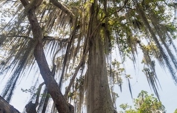 Here is the best way to remove Spanish moss. 