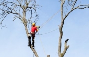 Leave Tree Trimming to the Professionals.