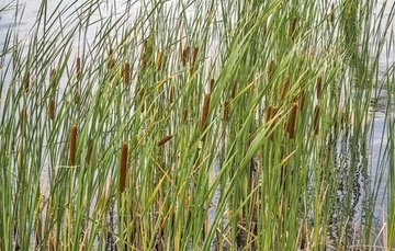 Spruce Up Your Lakefront with the Right Aquatic Plants