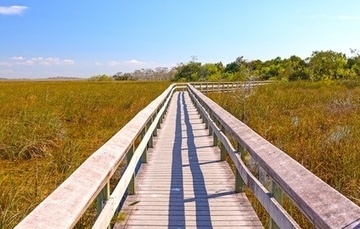 The Importance of Florida's Wetlands