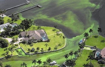 The scoop on Florida's algae bloom.