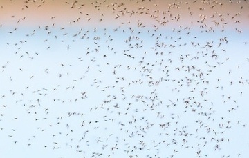 What are Blind Mosquitoes?