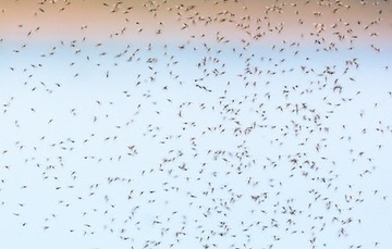 What are Blind Mosquitoes?