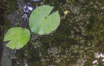 What is Hydrilla?